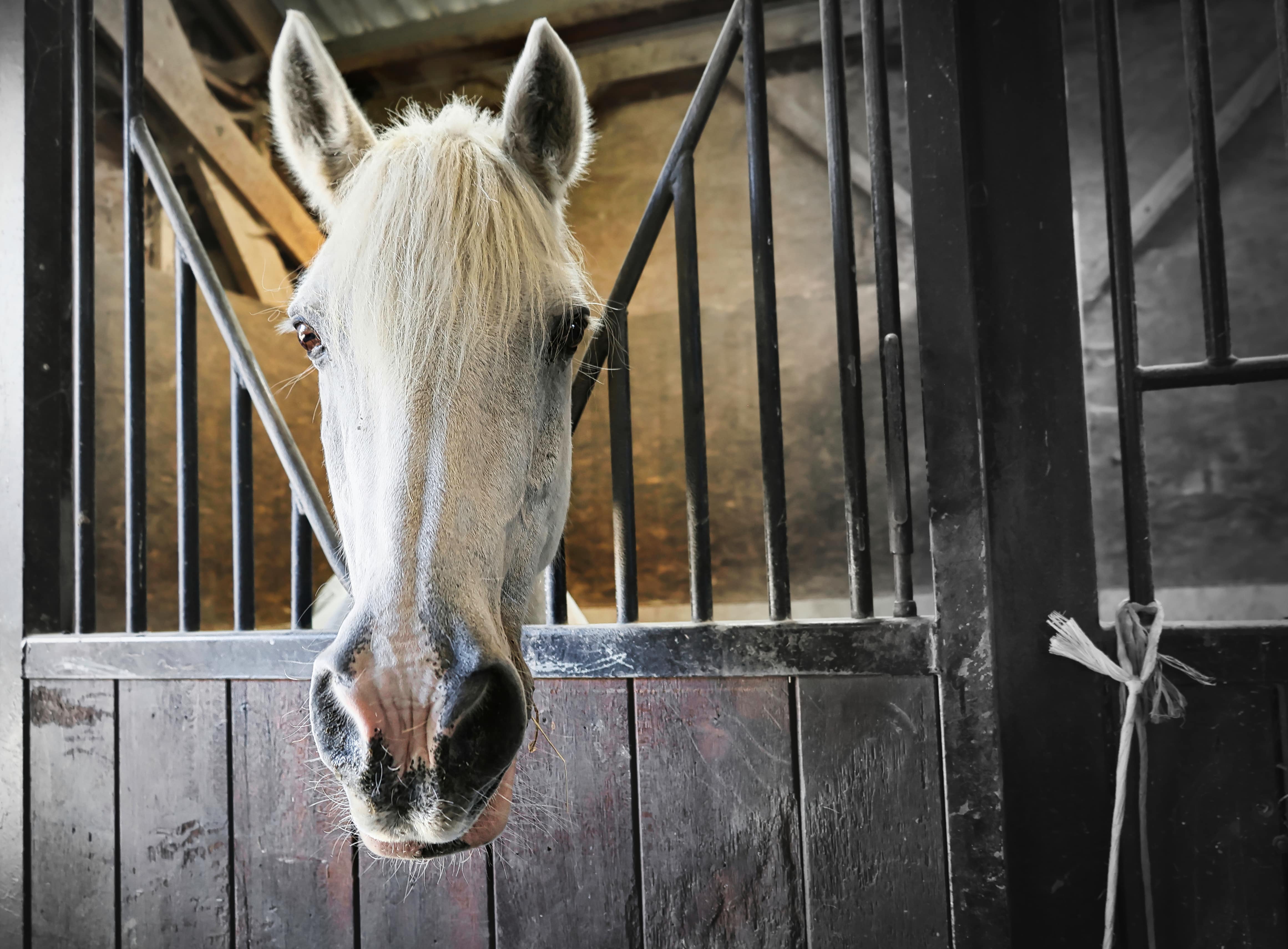 Pension pour chevaux Kerguelen Équitation